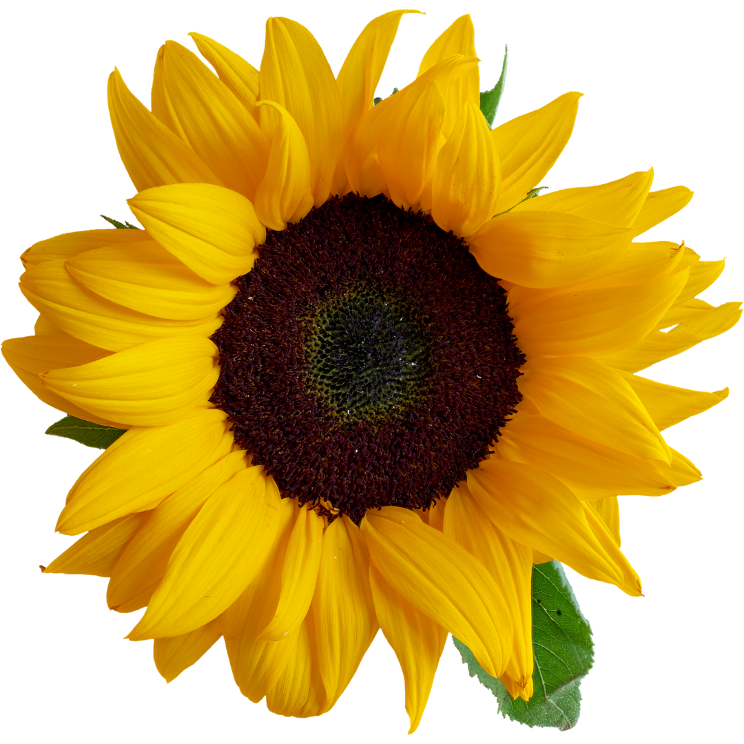 sunflower-oil-friend-or-foe-dr-tyna-s-supplement-store