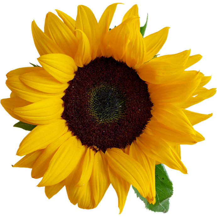 Sunflower Oil: Friend or Foe?